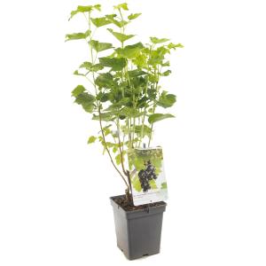 Afbeelding Jostabes (ribes nigrum "Jostabes") fruitplanten - In 5 liter pot - 1 stuks door Tuinexpress.nl