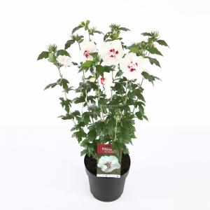 Hibiscus syriacus Speciosus - 50 - 60 cm - 8 stuks