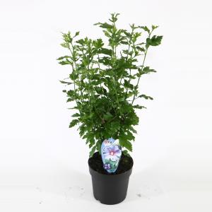 Afbeelding Hibiscus syriacus Oliseau Bleu - 40 - 60 cm - 8 stuks door Tuinexpress.nl