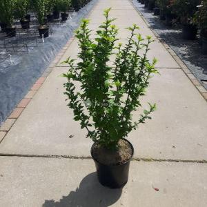 Hibiscus syriacus Woodbridge - 80 - 100 cm - 5 stuks