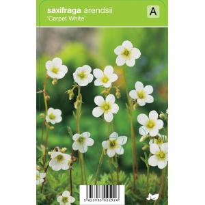 Mossteenbreek (saxifraga arendsii Carpet White) voorjaarsbloeier 12 stuks