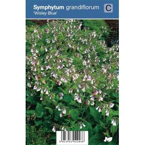 Smeerwortel (symphytum grandiflorum "Wisley Blue") schaduwplant - 12 stuks