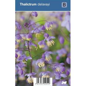 Ruit (thalictrum delavayi) schaduwplant - 12 stuks