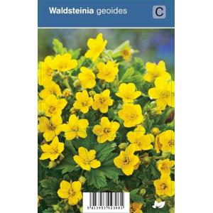 Gele aardbei (waldsteinia geoides) schaduwplant - 12 stuks