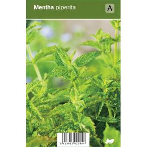Pepermunt (mentha piperita) kruiden - 12 stuks