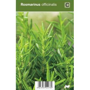 Rozemarijn (rosmarinus officinalis) kruiden - 12 stuks
