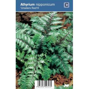 Japanse regenboog (athyrium nipponicum “Urselers Red®”) schaduwplant - 12 stuks