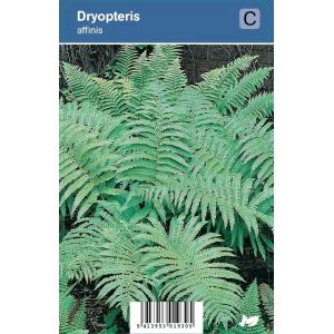 Schildvaren (dryopteris affinis) schaduwplant - 12 stuks