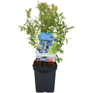 Afbeelding Bosbes (vaccinium corymbosum "Hortblue Petite") fruitplanten door Tuinexpress.nl