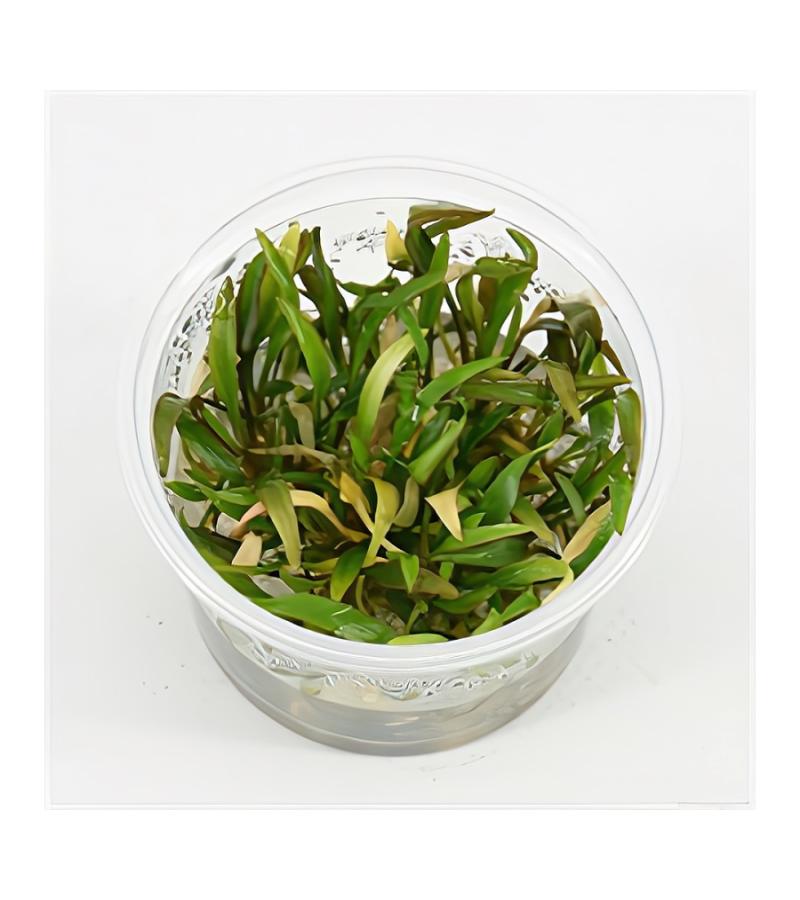 Cryptocoryne willisii - 3 stuks - aquarium plant