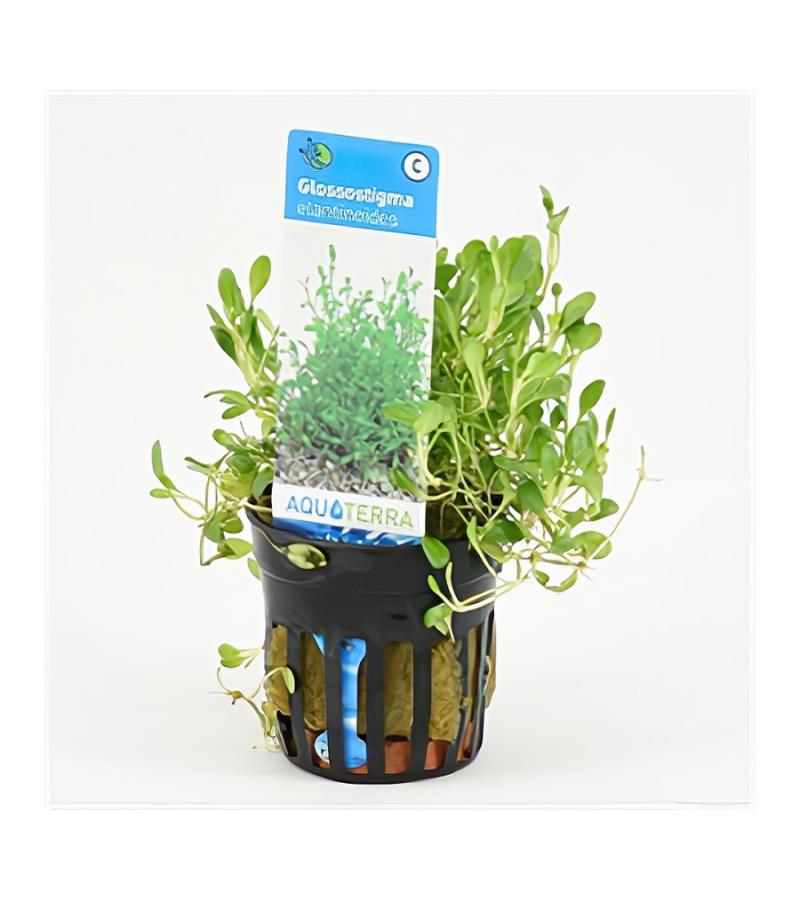 Glossostigma elatinoides - 6 stuks - aquarium plant