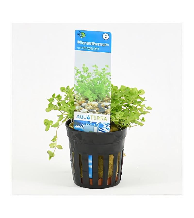 Micranthemum umbrosum - 6 stuks - aquarium plant