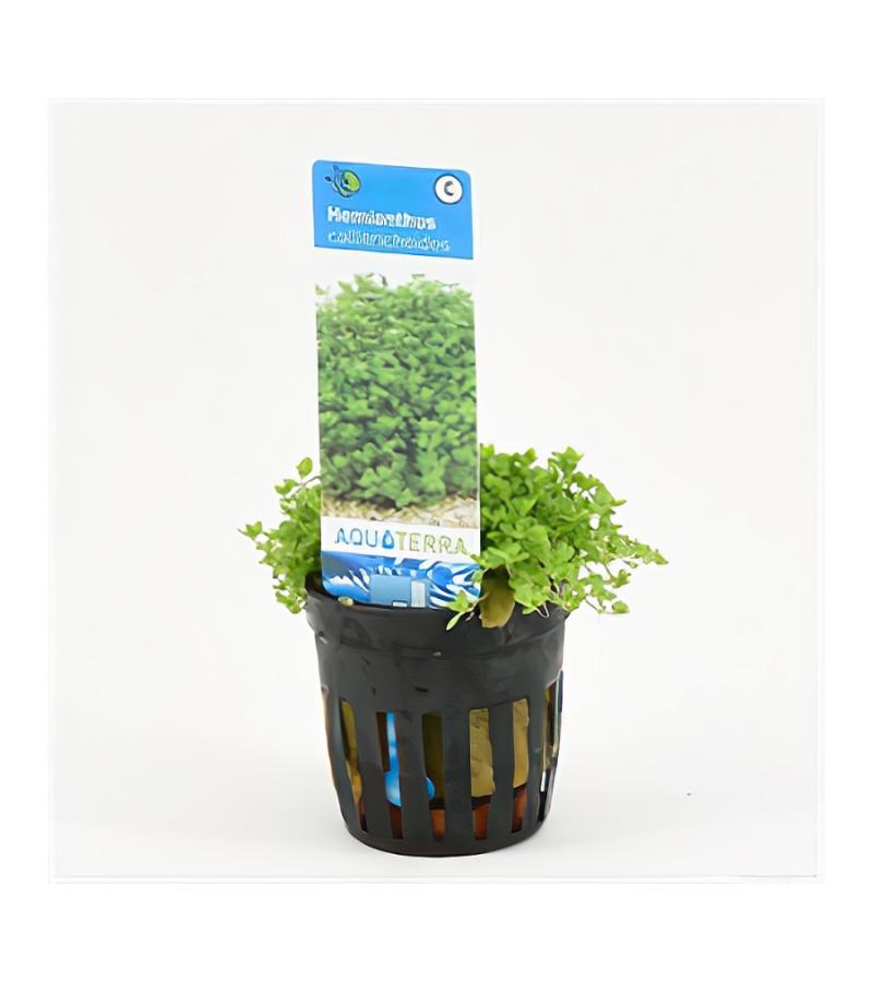 Hemianthus callitrichoides - 6 stuks - aquarium plant