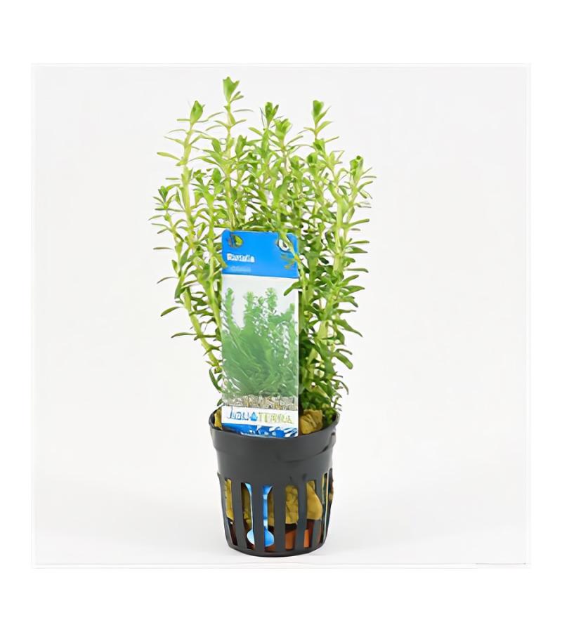 Rotala bossii
 - 6 stuks - aquarium plant