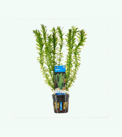 Elodea densa - 6 stuks - aquarium plant