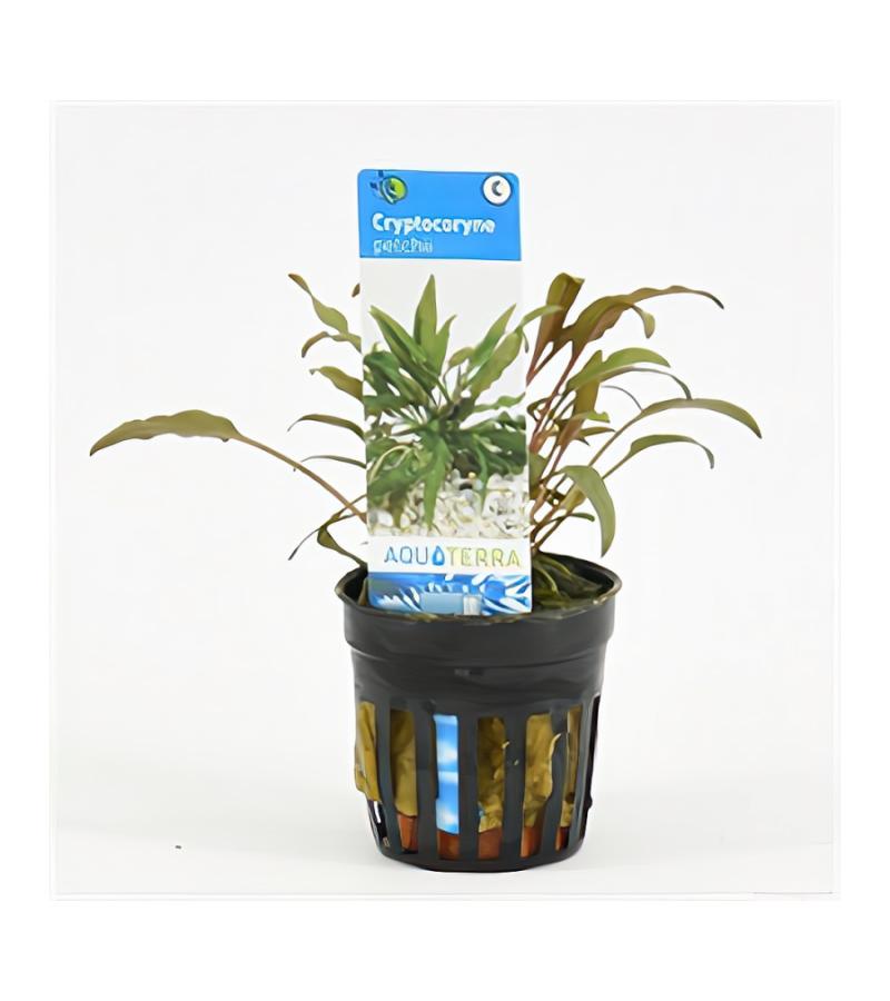 Cryptocoryne petchii - 6 stuks - aquarium plant