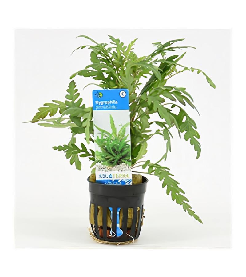 Hygrophila pinnatifida - 6 stuks - aquarium plant