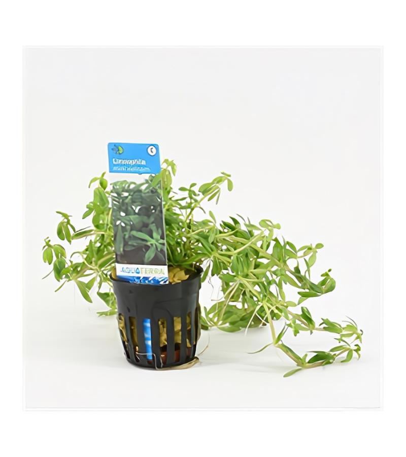 Limnophila Vietnam mini - 6 stuks - aquarium plant