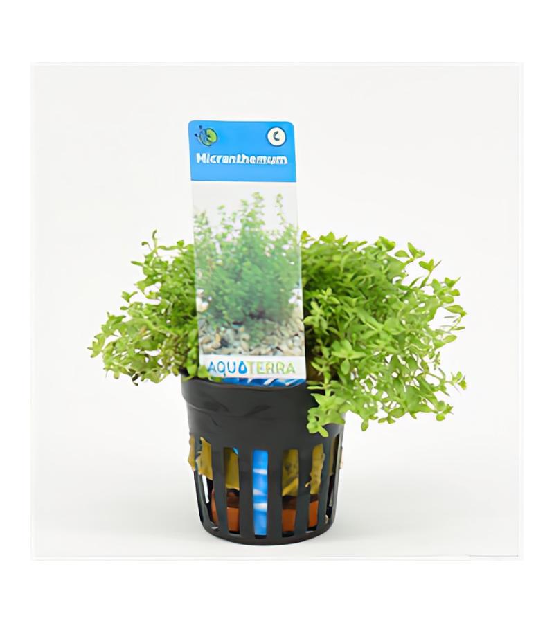 Micranthemum micranthemoides - 6 stuks - aquarium plant