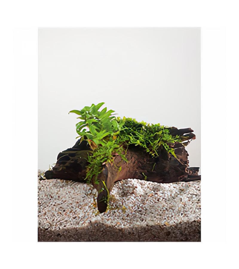 Staurogyne repens - op drijfhout -  aquarium plant