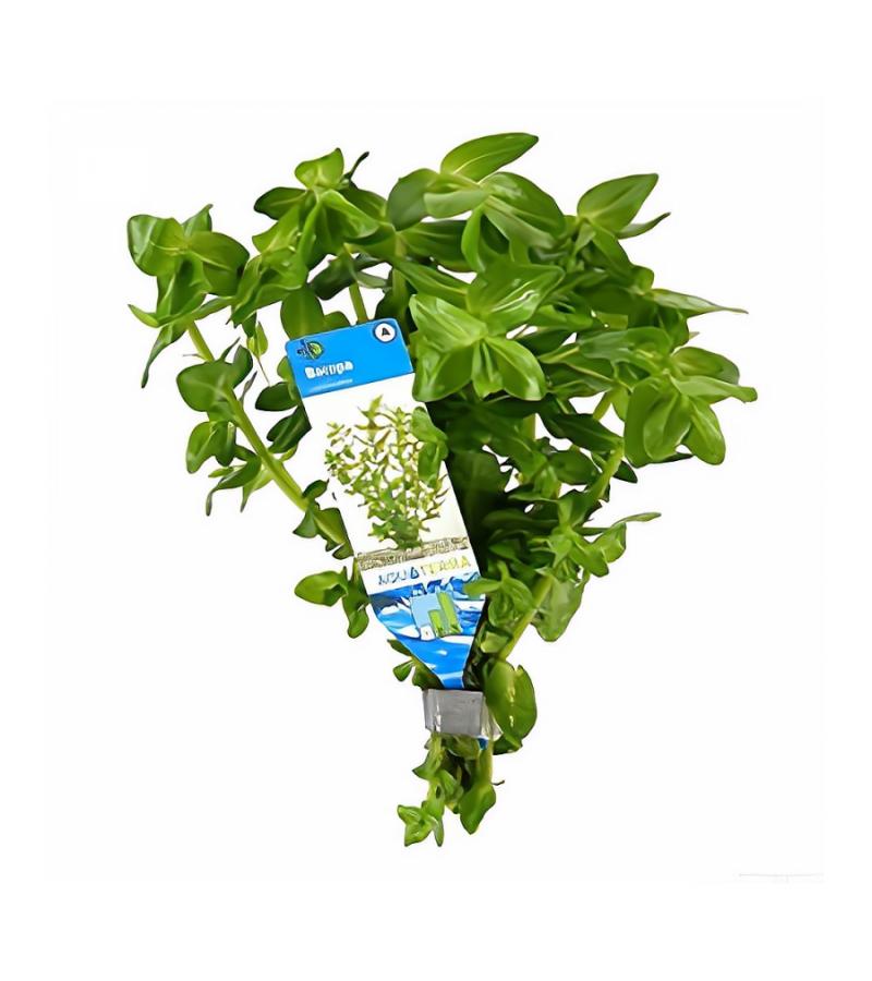 Bacopa amplexicaulis (caroliniana) - 10 stuks - aquarium plant