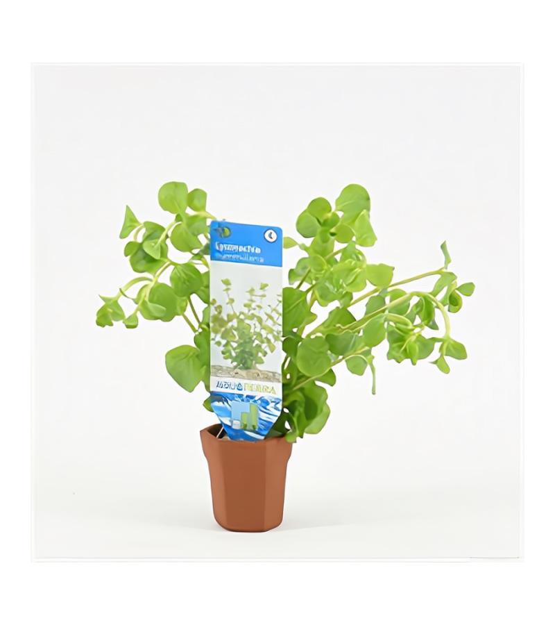 Lysimachia nummularia  - 10 stuks - aquarium plant