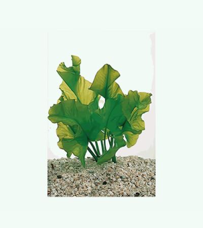 Nuphar japonica - 3 stuks - aquarium plant