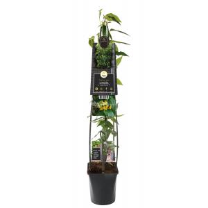 Klimplant Lonicera h. Copper Beauty PBR 120 cm