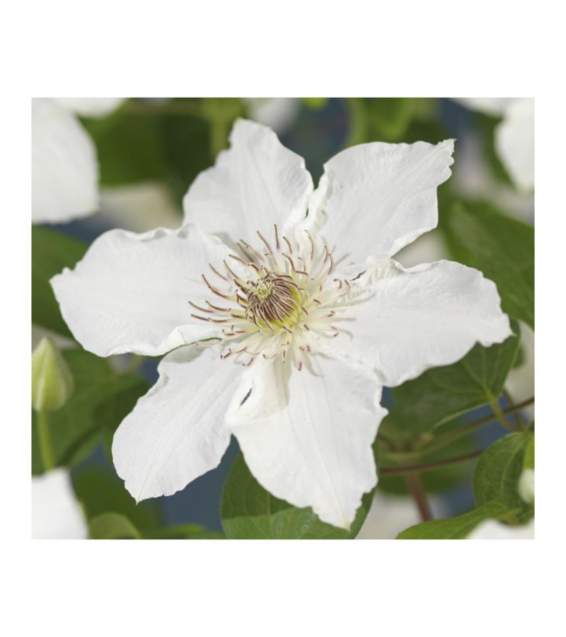 Grootbloemige Clematis Destiny 75 cm klimplant