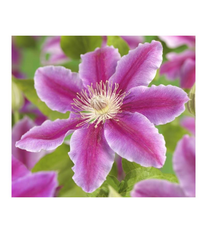 Grootbloemige Clematis Dr Ruppel 120 cm klimplant