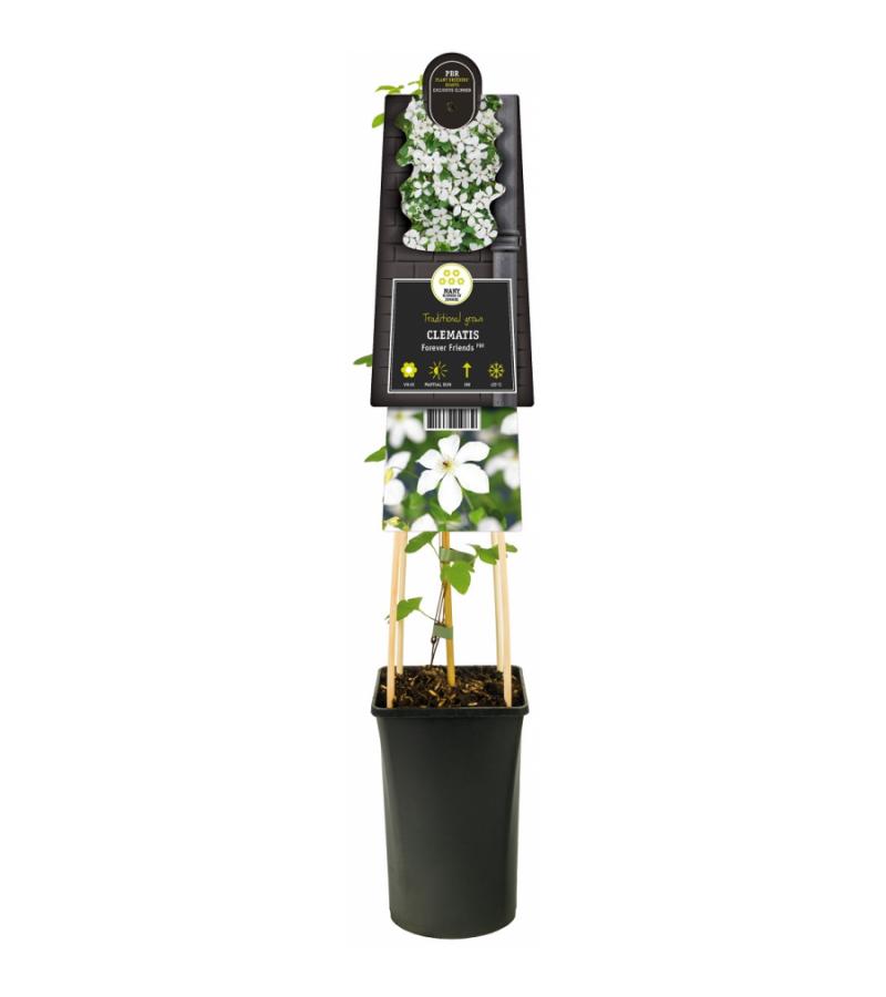 Grootbloemige Clematis Forever Friends PBR 75 cm klimplant