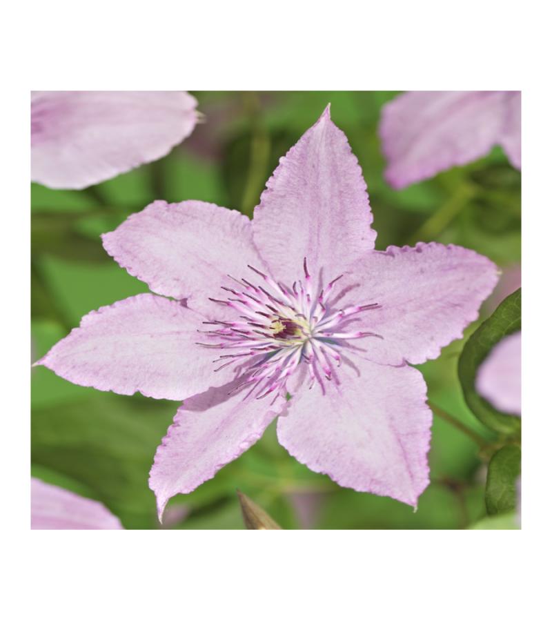 Grootbloemige Clematis Hagley Hybrid 120 cm klimplant