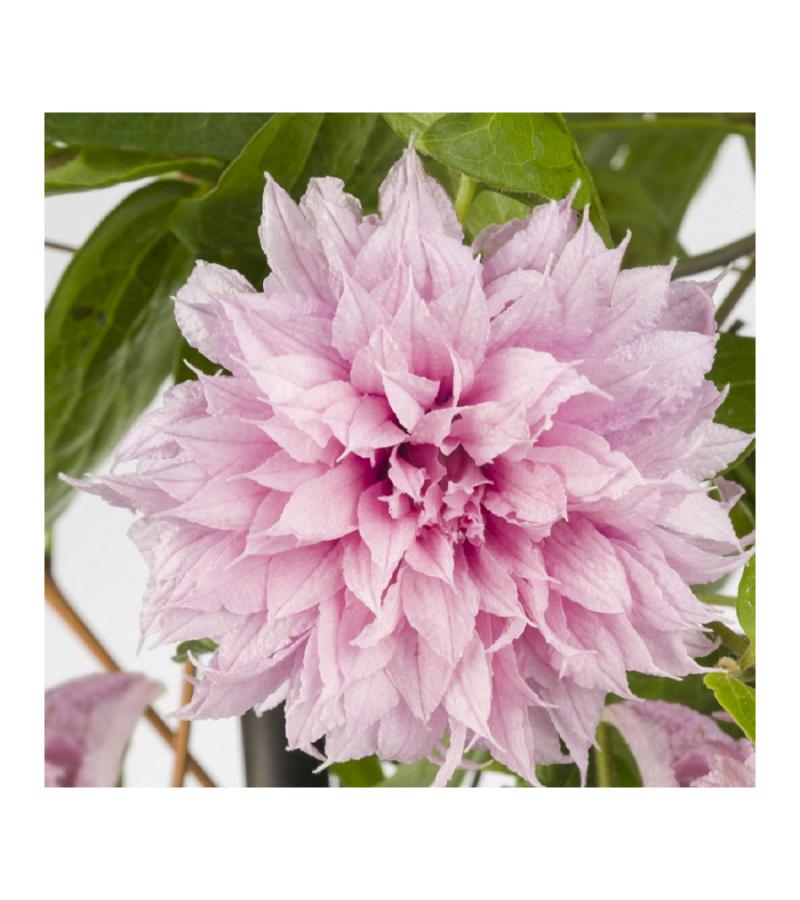 Grootbloemige Clematis Multi Pink PBR 75 cm klimplant