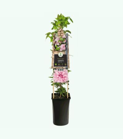 Grootbloemige Clematis Multi Pink PBR 75 cm klimplant