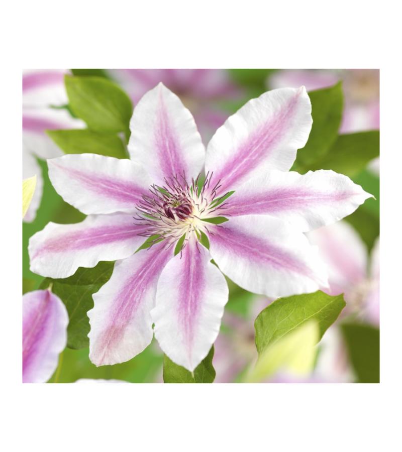 Grootbloemige Clematis Nelly Moser 120 cm klimplant