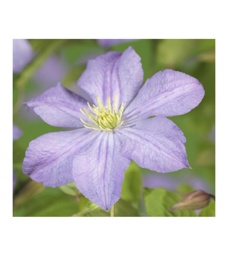 Grootbloemige Clematis Prince Charles 120 cm klimplant