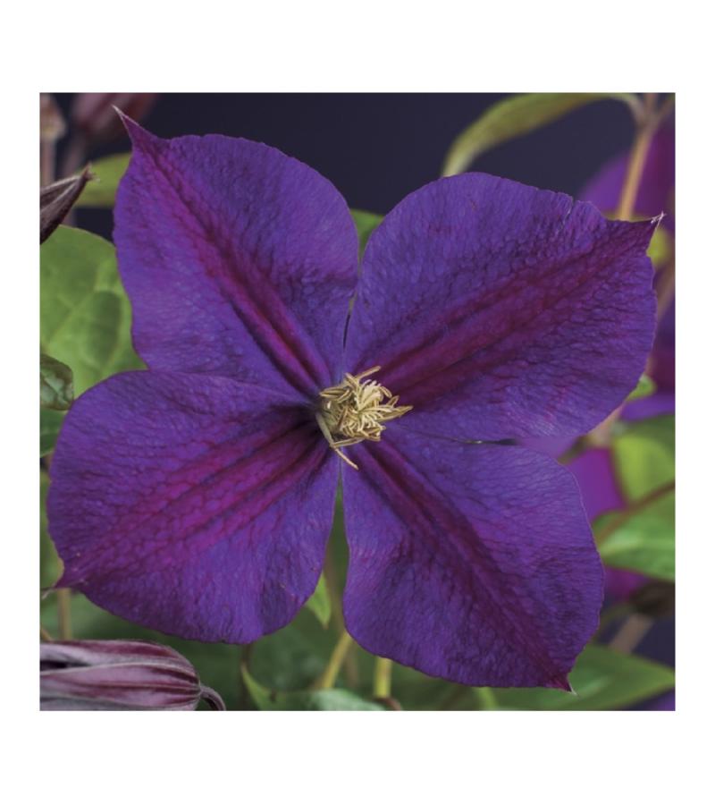 Grootbloemige Clematis Star of India 120 cm klimplant