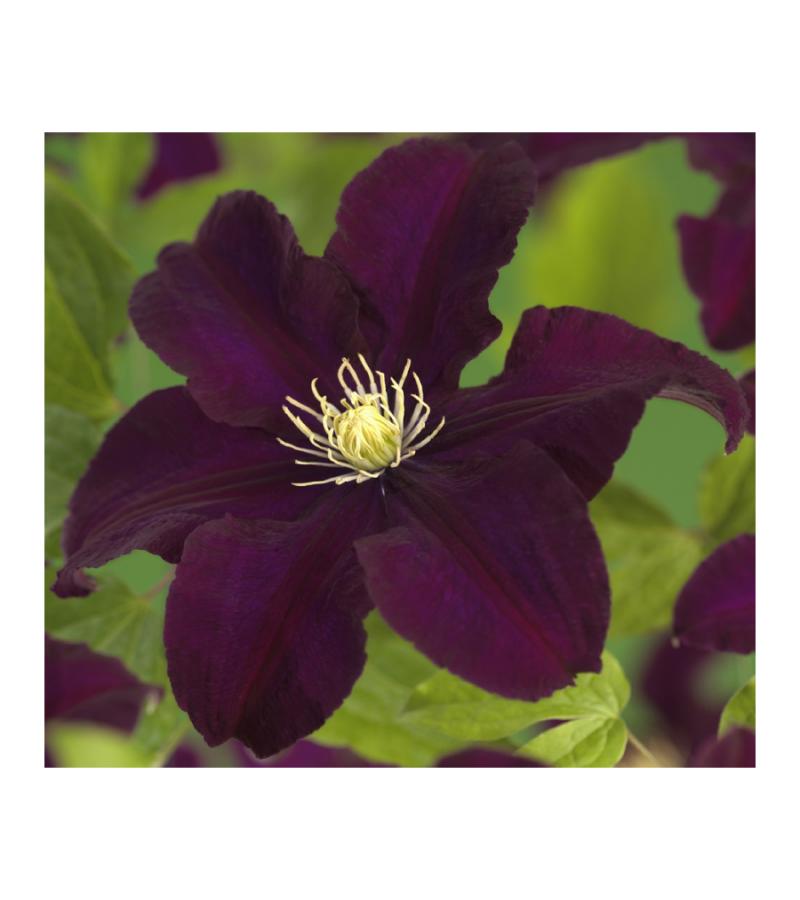 Grootbloemige Clematis Warszawska Nike 120 cm klimplant