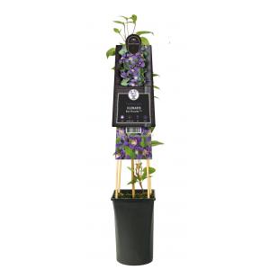 Kleinbloemige Clematis Blue Pirouette PBR 120 cm klimplant