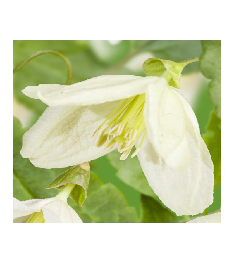 Kleinbloemige Clematis Cirrhosa Jingle Bells 75 cm klimplant