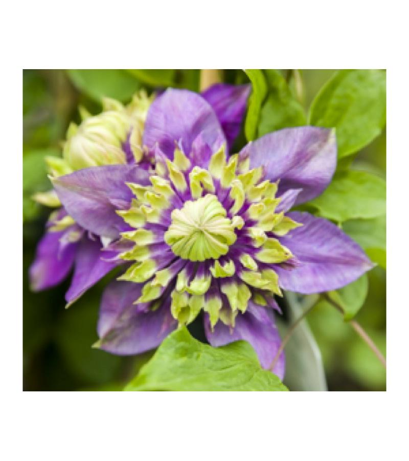 Kleinbloemige Clematis Florida Taiga PBR 75 cm klimplant