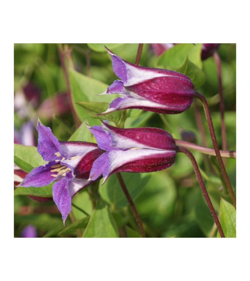 Kleinbloemige Clematis Prince William PBR 75 cm klimplant