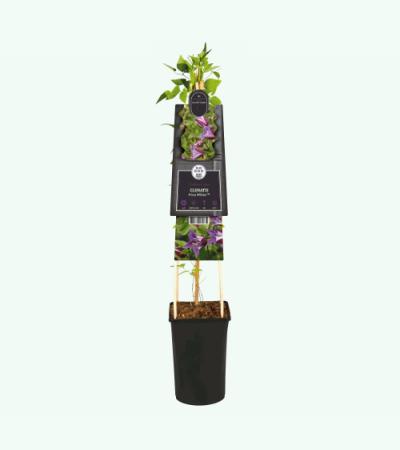 Kleinbloemige Clematis Prince William PBR 75 cm klimplant