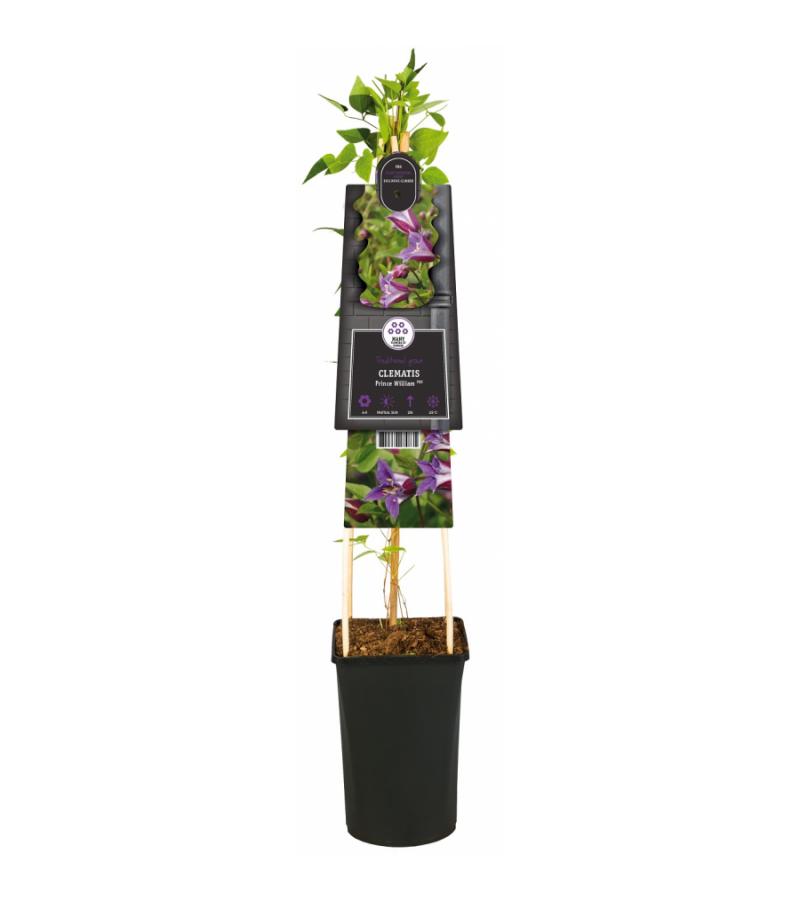 Kleinbloemige Clematis Prince William PBR 75 cm klimplant