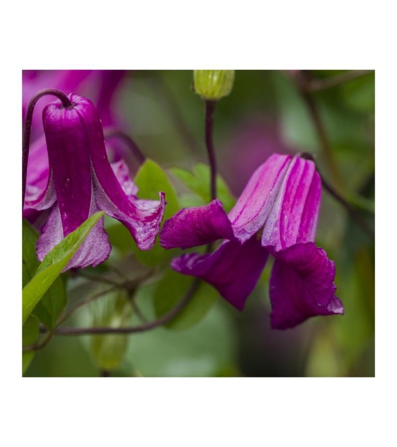 Kleinbloemige Clematis Viticella Queen Mother PBR 75 cm klimplant