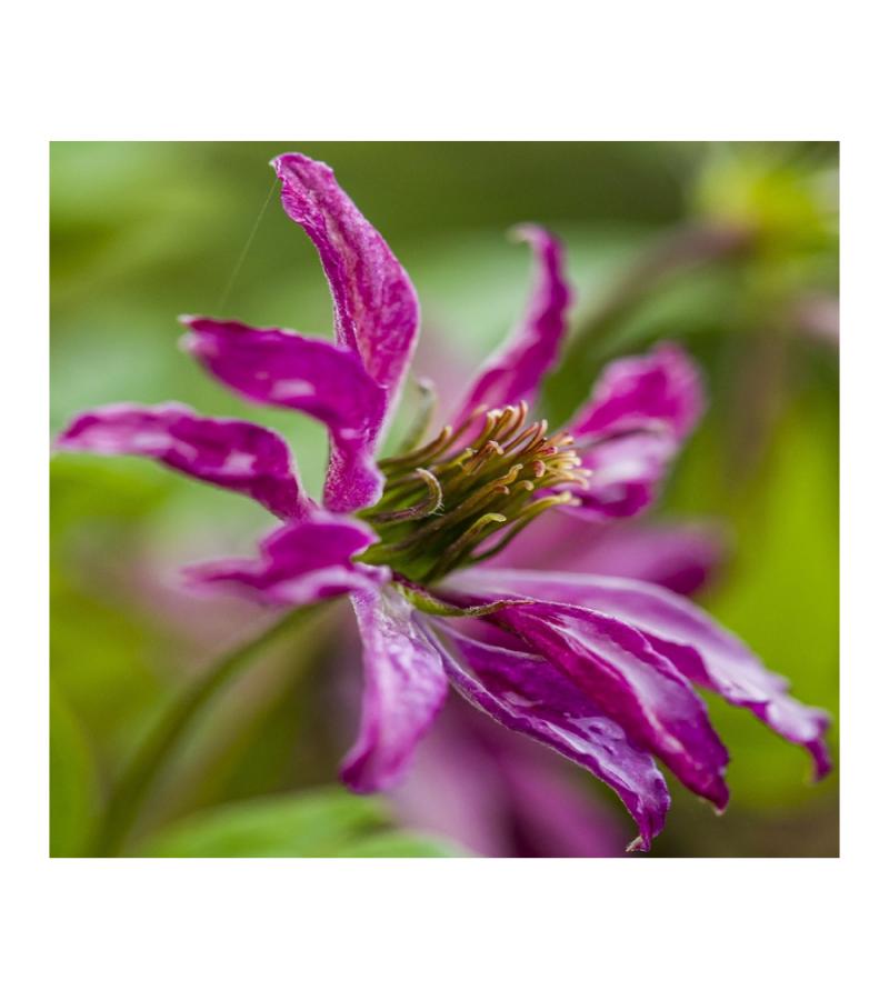 Kleinbloemige Clematis Viticella Rosalyn PBR 75 cm klimplant