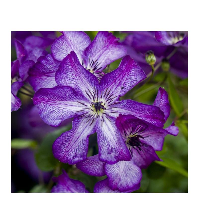 Kleinbloemige Clematis Viticella Super Nova PBR 75 cm klimplant