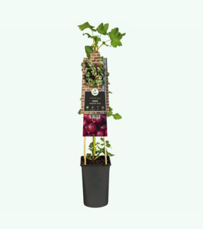 Blauwe Druif Vitis Frankenthaler 75 cm klimplant
