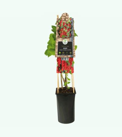 Blauwe Druif Vitis Zilga 75 cm klimplant