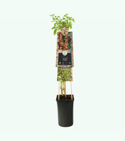 Boksdoorn Gojibessen Lycium Barbarum 75 cm klimplant